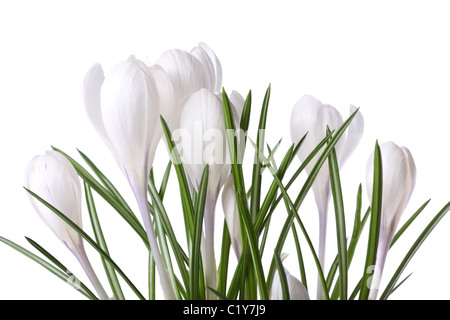 Weiße Krokusse isoliert auf weißem Hintergrund Stockfoto