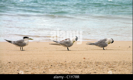 Baum mehr crested Seeschwalben sitzen auf dem Sand, crested tern oder Swift tern (Thalasseus bergii) es sich entfernt vom Sandstrand, Denis Island Stockfoto