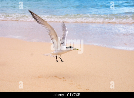 Mehr crested tern am Strand. Crested tern oder Swift tern (Thalasseus bergii) dauert es vom Sandstrand, Denis Island Stockfoto