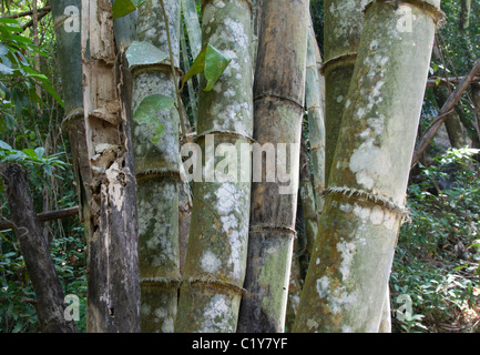 Stiele Bambus Baum im weißen Schimmel, Dschungel Stockfoto