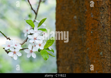 Prunus Cerasifera. Cherry Plum. Kirschbaum Blüte Stockfoto