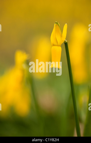 Narcissus Cyclamineus, Cyclamen blühenden Narzissen blühen im März Stockfoto