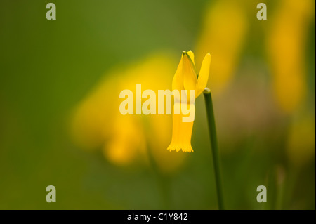 Narcissus Cyclamineus, Cyclamen blühenden Narzissen blühen im März Stockfoto
