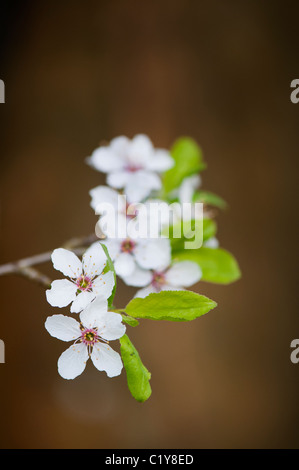 Prunus Cerasifera. Cherry Plum. Kirschbaum Blüte Stockfoto