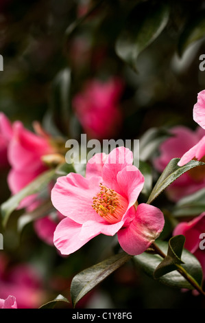 Kamelie X williamsii 'St Ewe' in Blüte im März Stockfoto