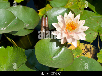 Lilien mit grünen Blatt wachsen aus dem Wasser Stockfoto