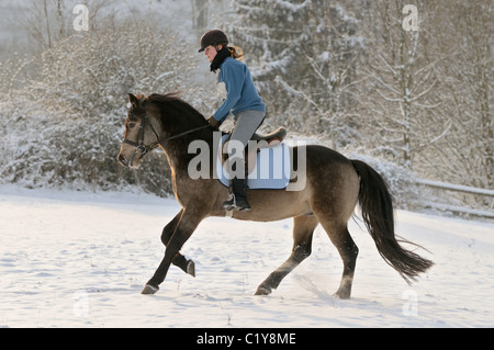 Reiter Pferd Connemara im Schnee Stockfoto