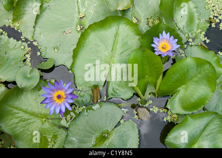 Zwei Lilien mit grünen Blatt wachsen aus dem Wasser Stockfoto