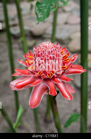 Tropical flowers im Park Nong Nuch in Thailand Stockfoto