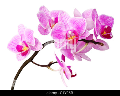 Nahaufnahme Bild lila Orchidee Blume auf weißem Hintergrund Stockfoto