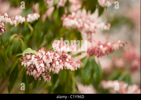 Pieris Japonica "Dorothy Wyckoff" Japanese Pieris in Blüte im März Stockfoto