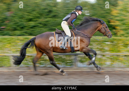 Holsteiner Pferd. Frau Reiter mit Bay Adult in einen Galopp Stockfoto