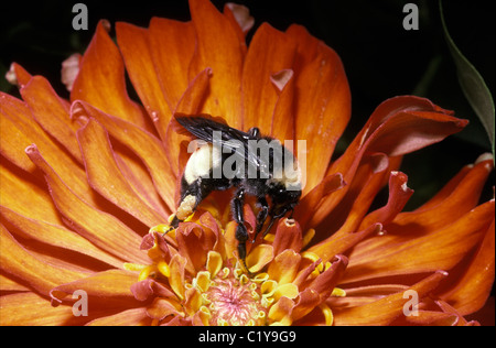 Amerikanische Hummel (Bombus Pennsylvanicus: Apidae) auf Nahrungssuche auf einer Garten Zinnia Blume, USA Stockfoto