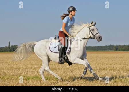 junge Frau auf bayerischen Warmblut Pferd Stockfoto