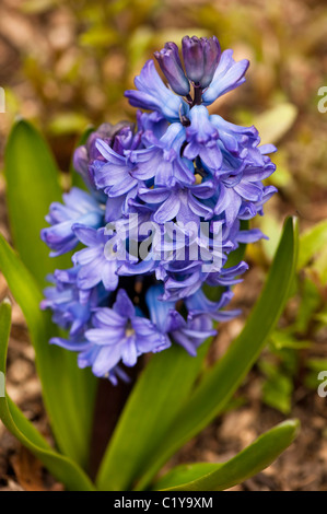 Niederländische Hyazinthe Hyacinthus Orientalis "Delfter Blau", in voller Blüte Stockfoto