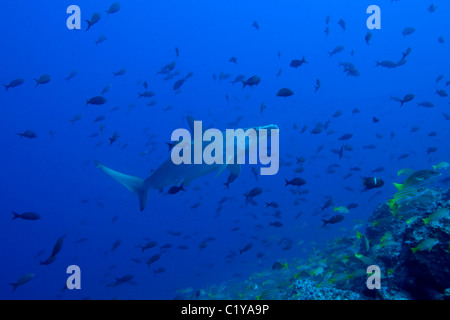 Ein Bogenstirn-Hammerhai (Sphyma lewinii) schwimmt durch eine Schule von tropischen Fischen auf der Cocos-Insel vor der Küste von Costa Stockfoto