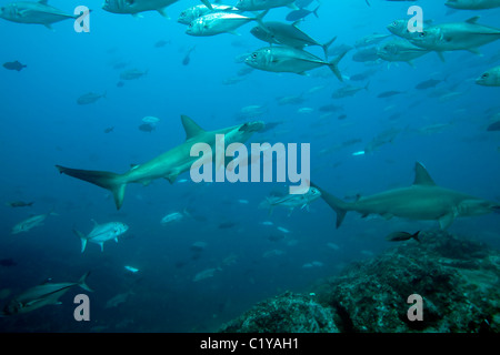 Ein Bogenstirn-Hammerhai (Sphyma lewinii) schwimmt durch eine Schule Makrelenschwarm in der Cocos-Insel vor der Küste von Costa Rica Stockfoto