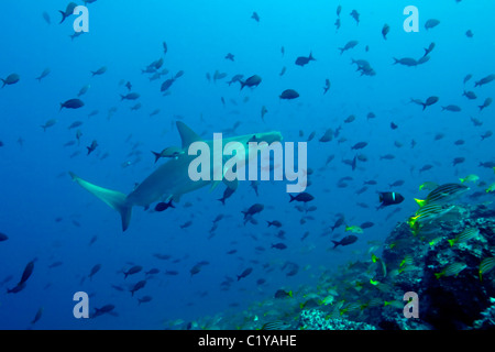 Ein Bogenstirn-Hammerhai (Sphyma lewinii) schwimmt durch eine Schule von tropischen Fischen auf der Cocos-Insel vor der Küste von Costa Stockfoto