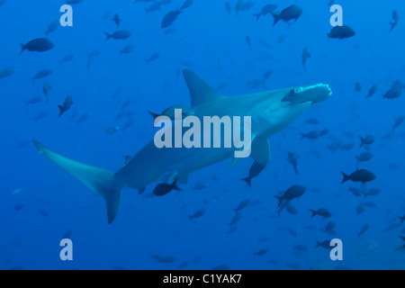 Ein Bogenstirn-Hammerhai (Sphyma lewinii) schwimmt durch eine Schule von tropischen Fischen auf der Cocos-Insel vor der Küste von Costa Stockfoto