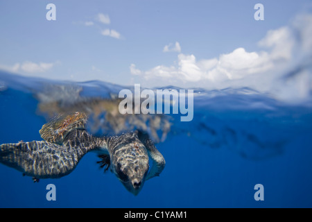 Ein Split-Blick aufs Wasser von seltenen Ridley Meeresschildkröten auf der Cocos-Insel vor der Küste von Costa Rica. Stockfoto
