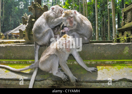 Krabbe-Essen Makaken - sitzen / Macaca Fascicularis Stockfoto