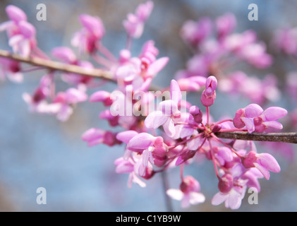 Nahaufnahme Bild des östlichen Redbud Blumen in voller Blüte im Frühjahr Stockfoto