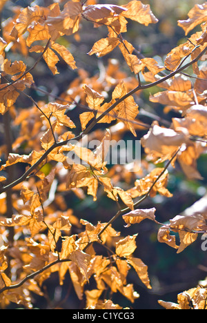Goldene Blätter am Baum, Herbst, vor dem Frühjahr Stockfoto