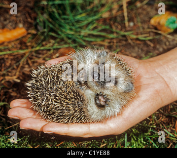 Junge Europäische Igel hand Stockfoto