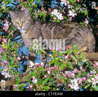 Hauskatze auf Blühender Apfelbaum Stockfoto