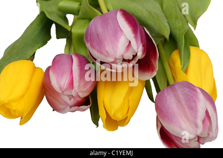 rote und rosa Tulpe blüht liegen isoliert auf weiss Stockfoto
