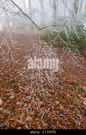 Raureif und Nebel im Winter auf einem Wanderweg in Maitlands Holz auf Scottsquar Hügel in den Cotswolds am Rand, Gloucestershire Stockfoto