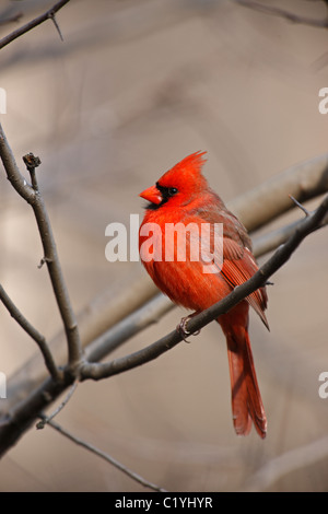 Nördlichen Kardinal (Cardinalis Cardinalis Cardinalis), gemeinsamen Unterart, männliche in einem Baum im New Yorker Central Park. Stockfoto