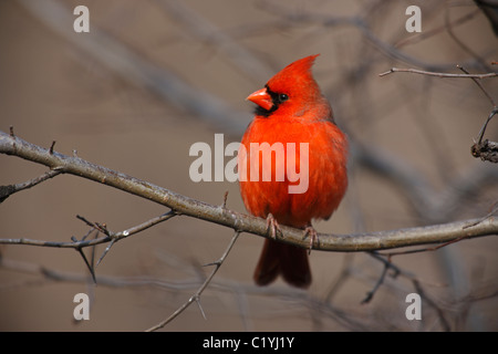 Nördlichen Kardinal (Cardinalis Cardinalis Cardinalis), gemeinsamen Unterart, männliche in einem Baum im New Yorker Central Park. Stockfoto