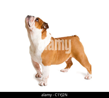 Britische Bulldogge Cut-out Studio gedreht Stockfoto