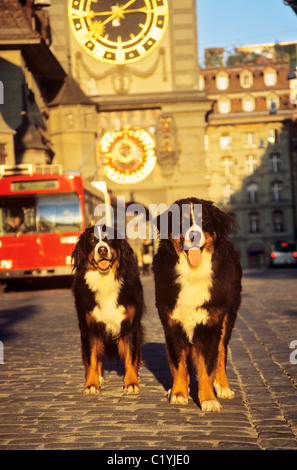 zwei Berner Sennenhunde in der Stadt Stockfoto