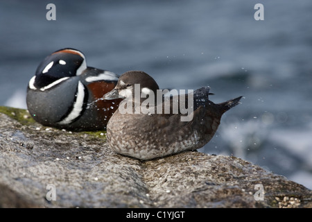 Männliche und weibliche Harlekin Enten thront auf einem Felsen Stockfoto