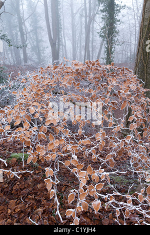 Raureif und Nebel im Winter ins Maitlands Holz auf Scottsquar Hill in den Cotswolds am Rand, Gloucestershire, England, UK Stockfoto
