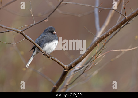 Dunkel-gemustertes Junco (Junco Hyemalis Hyemalis), Schiefer gefärbte Unterart, männlich in perfekte Winterkleid Stockfoto