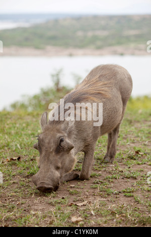 Warzenschwein - kaute / Phacochoerus Africanus Stockfoto