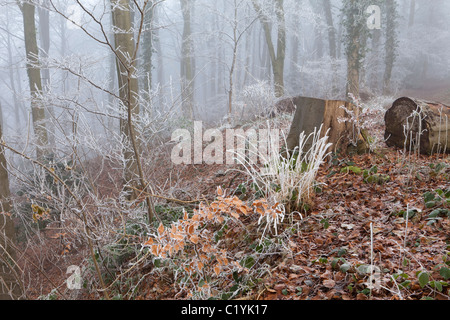 Raureif und Nebel im Winter ins Maitlands Holz auf Scottsquar Hill in den Cotswolds am Rand, Gloucestershire, England, UK Stockfoto