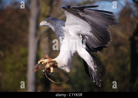 graue Bussard Adler im Flug Stockfoto