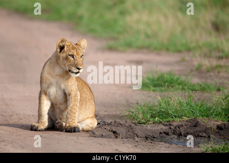 Löwe - Cub - sitzen / Panthera Leo Stockfoto