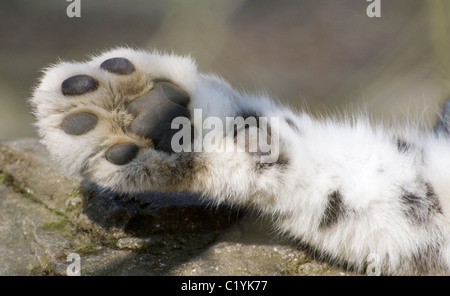 Vorderpfote weibliche Snow Leopard Stockfoto