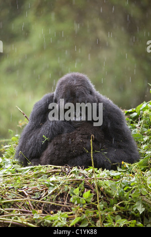 Berggorilla - im Regen sitzen / Gorilla Beringei Beringe Stockfoto