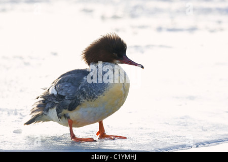 Gemeinsamen Prototyp - stehend auf Eis / Mergus Prototyp Stockfoto