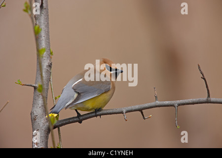 Zeder Seidenschwanz (Bombycilla Cedorum) am Zweig. Stockfoto