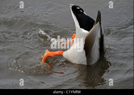 Erwachsene männliche Stockente Fütterung aus den Seegrund im seichten Wasser Stockfoto