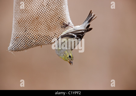 Amerikanische Stieglitz (Spinus Tristis Tristis) weiblich in Häutung, Zucht Gefieder Stockfoto