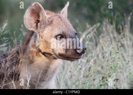 Gefleckte Hyäne Stockfoto