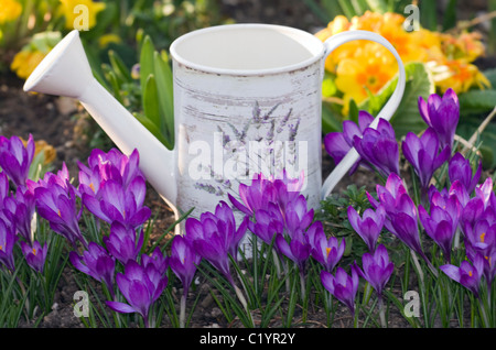 Gießkanne im Garten unter den Frühlingsblumen. Stockfoto
